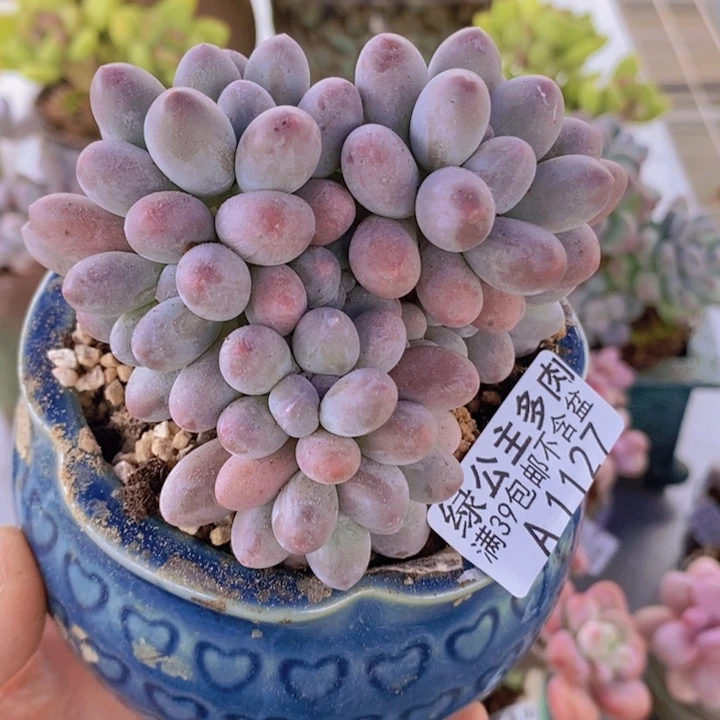 肥汤圆8cm1127多肉植物