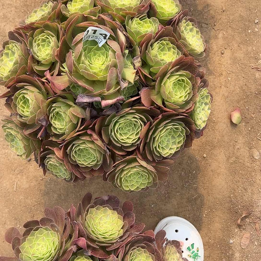 大***包6.25-14雨荷多肉植物7