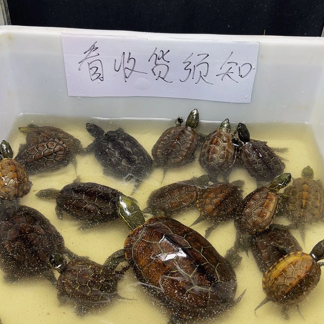 L***Z中华草龟公12345686