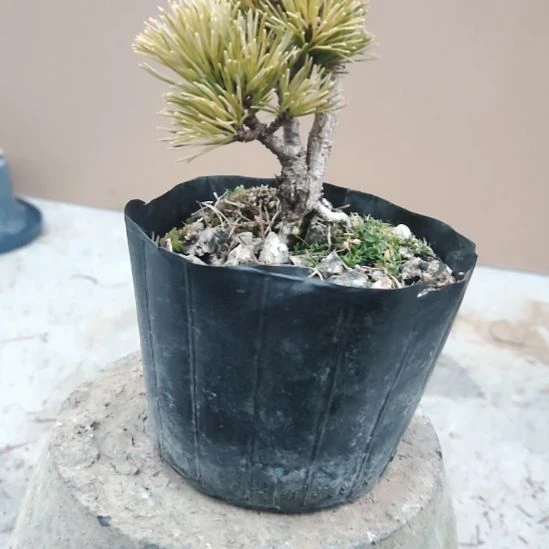 红陶精品矮霸松树盆景