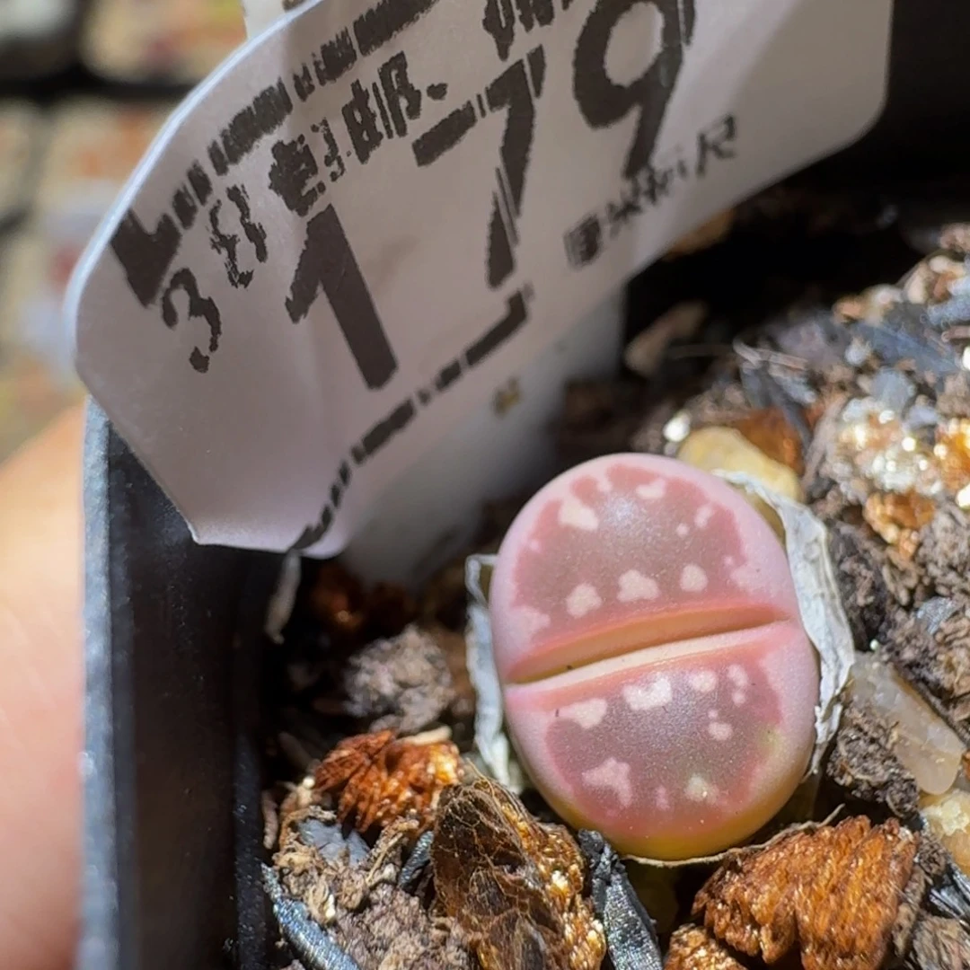 Ssss精品生石花179