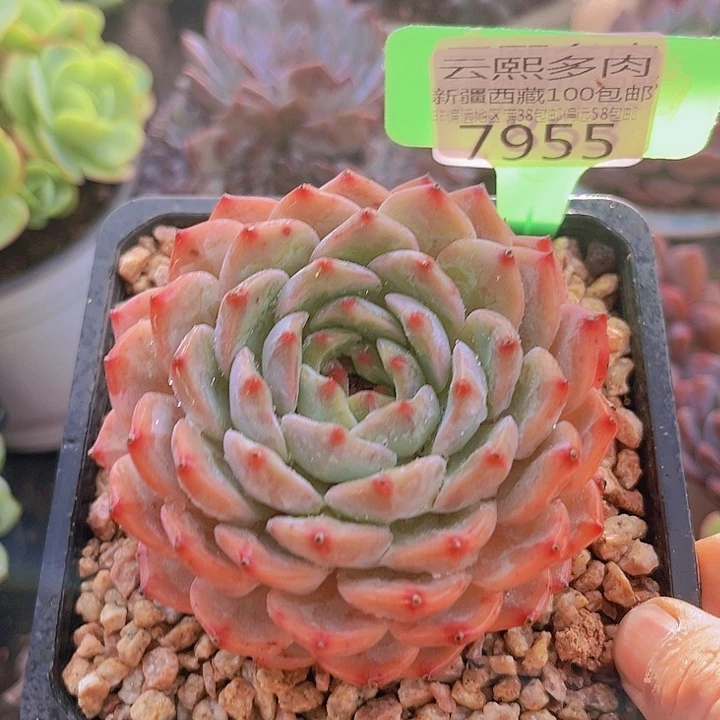 7955梦蝶。