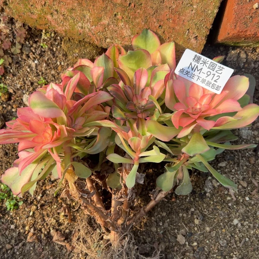 绍七彩母本多肉植物912