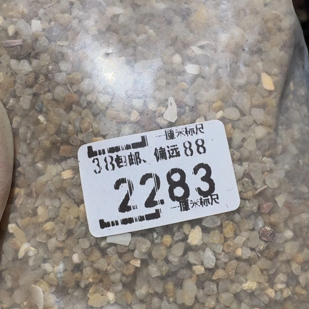 zzzz生石花肉锥2283