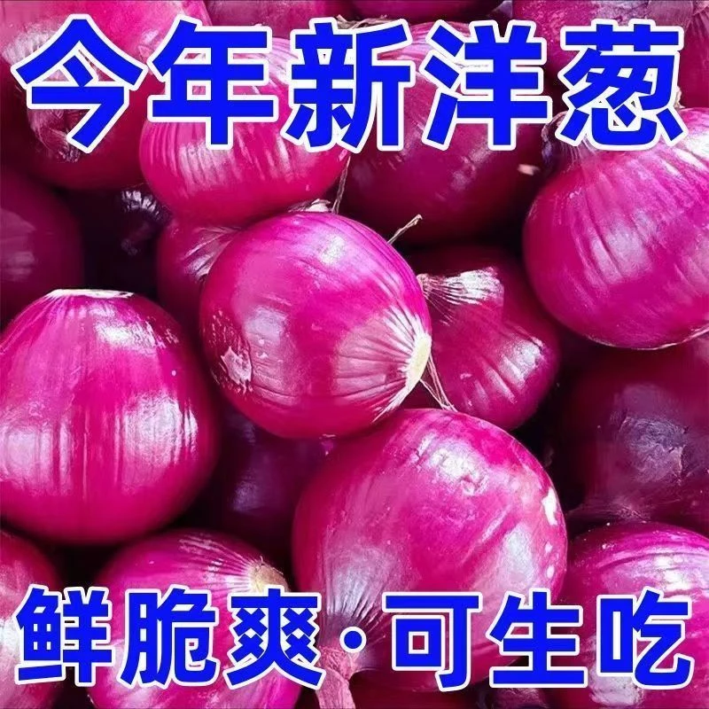 紫皮水果洋葱现挖紫红红皮新鲜葱头黄皮批发圆葱农家蔬菜自种