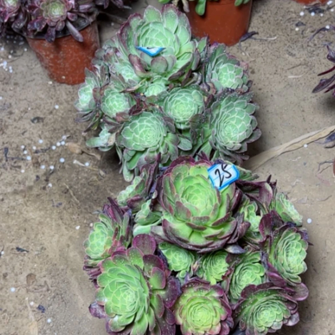 【闪购商品】多肉植物两个25