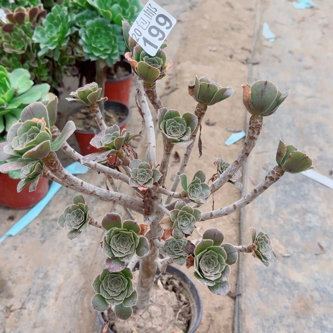 绿豆199满20包邮断枝不包