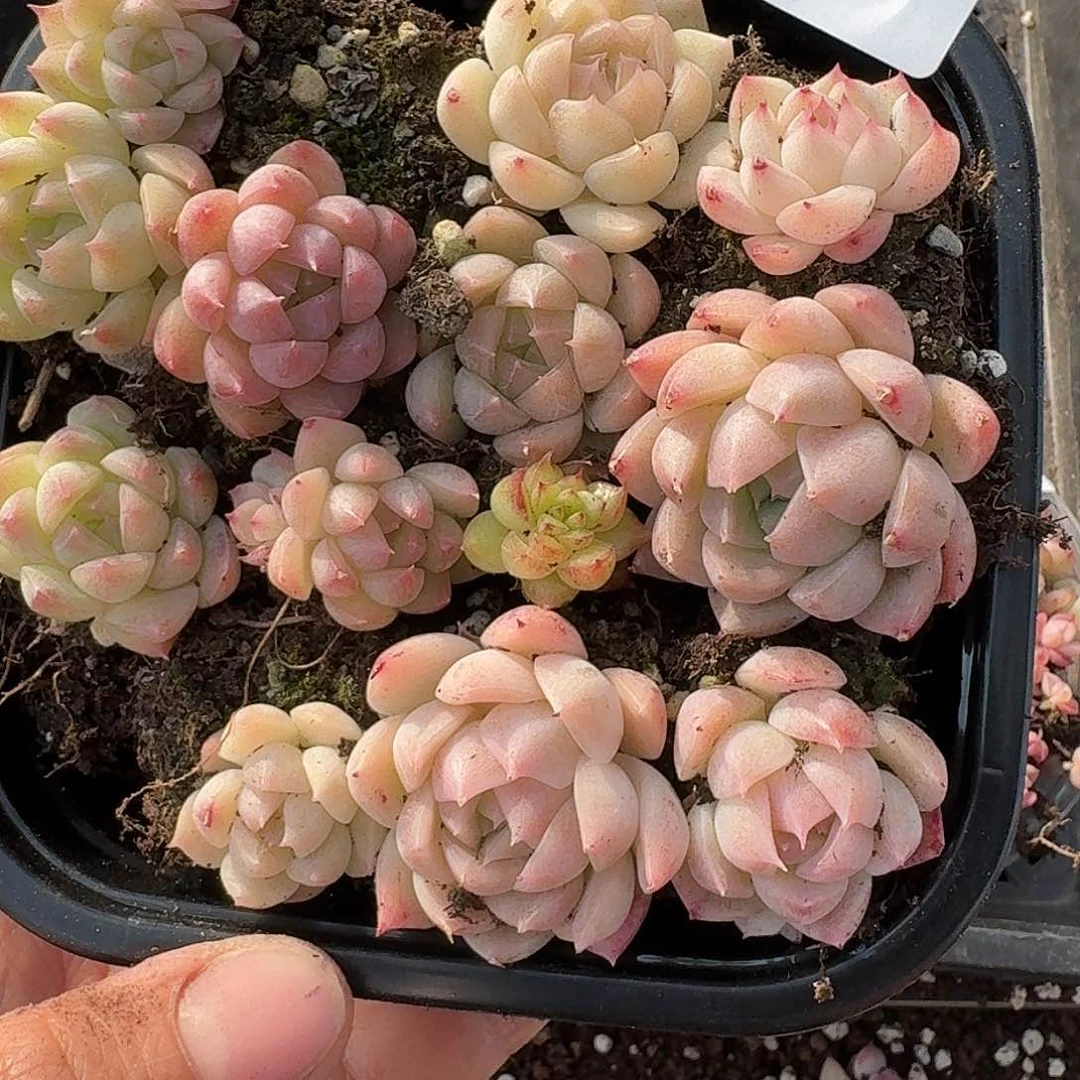 杂交新品珍妮多肉1523