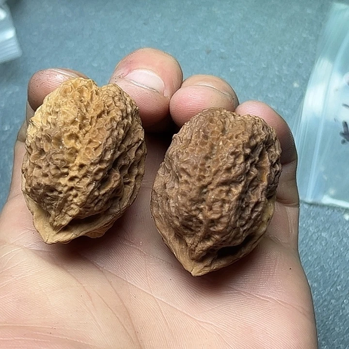 把件文玩核桃56号珊瑚蟾40尺