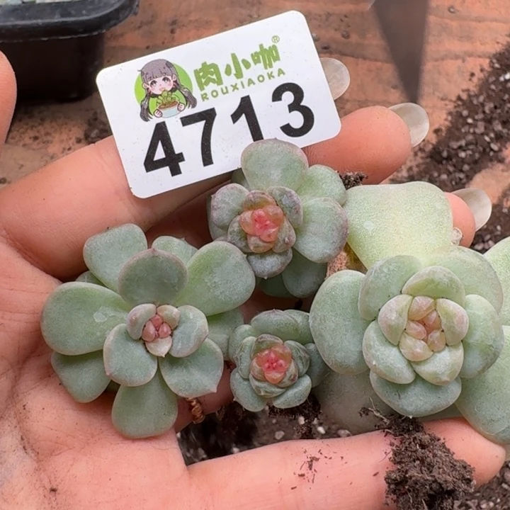 多肉植物多肉植物