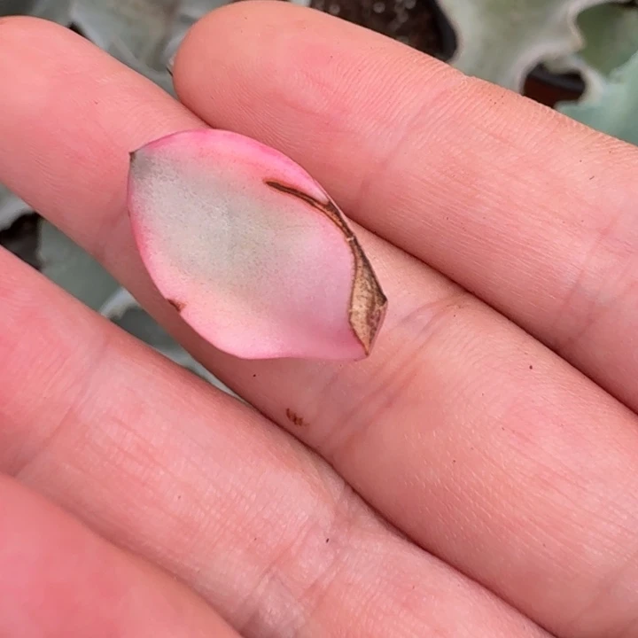 葡萄一物一拍好看