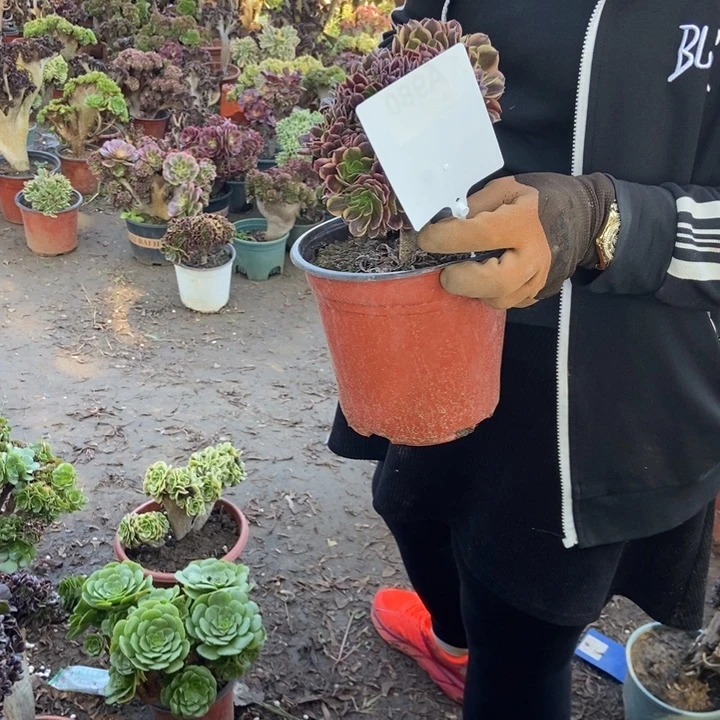 桃***艳980欧嘉莉欧嘉莉欧嘉莉
