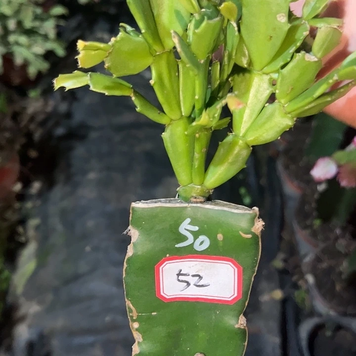 暖***人52号带盆050血月，