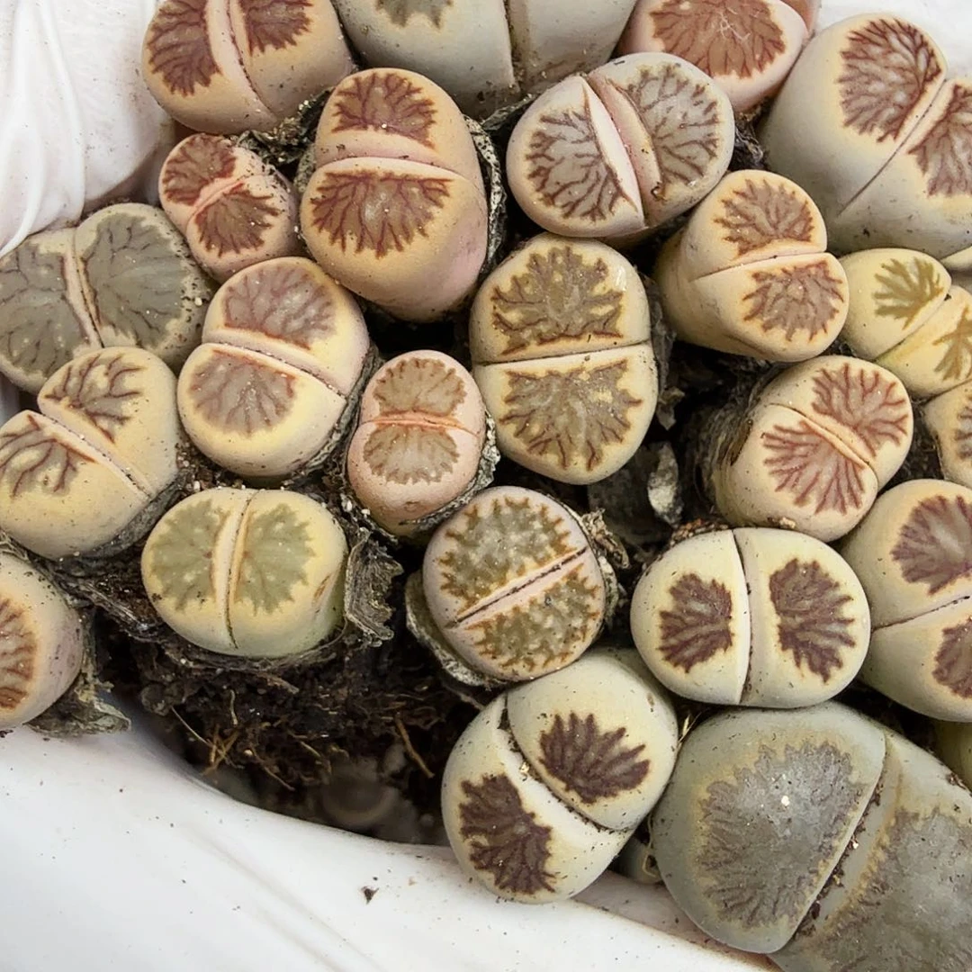 我想说什么我没办法不441你