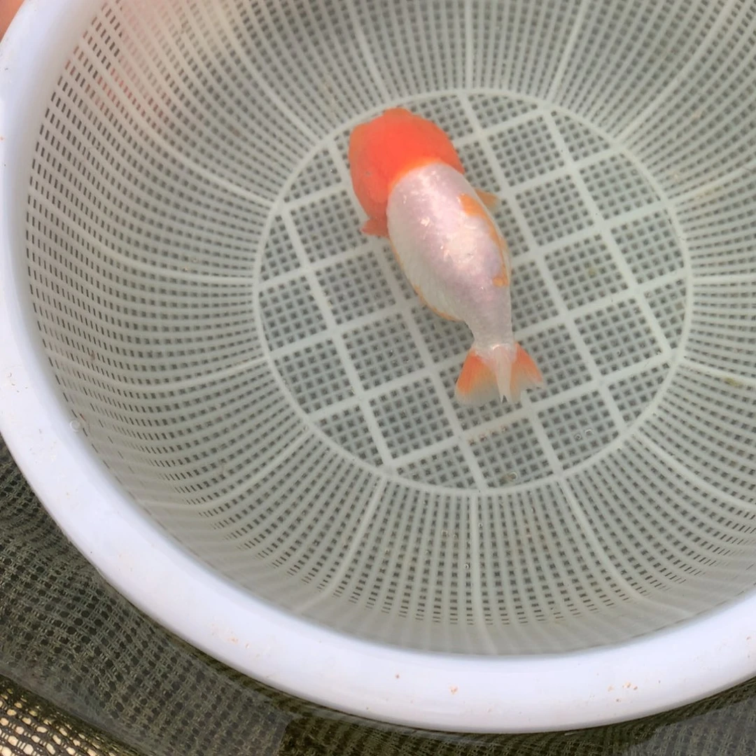 金鱼特色兰寿红白