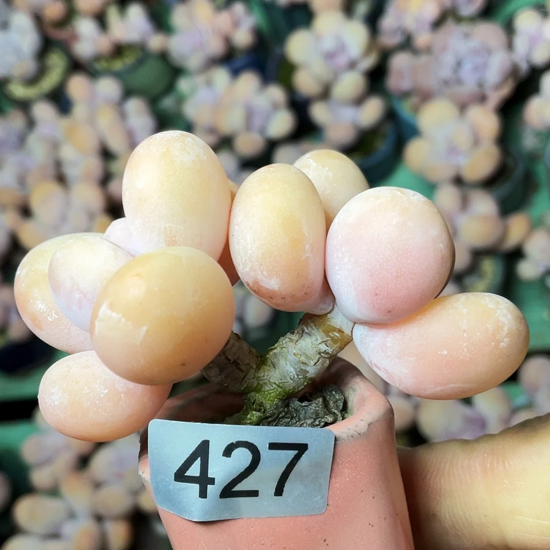 颂***呀多肉植物的生长发育和