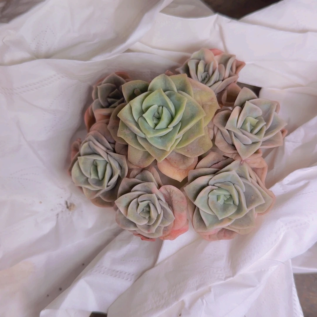 航亚寄养111111111111