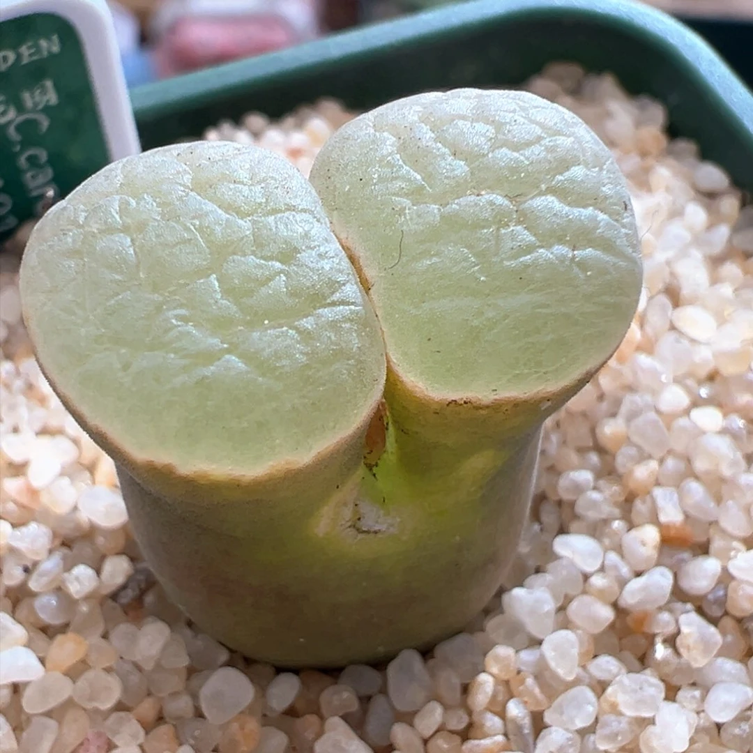 278。青蛙优选1917banke雪花磁铁