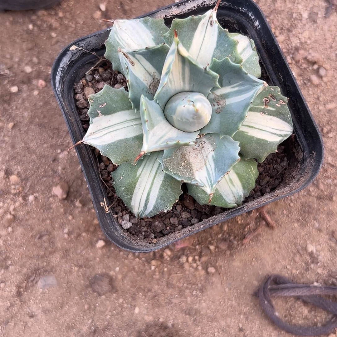 多肉植物雷神中班