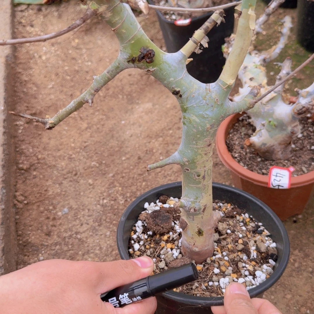 L***g块根植物块根植物