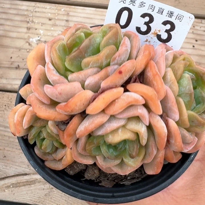 融晶            多肉植物