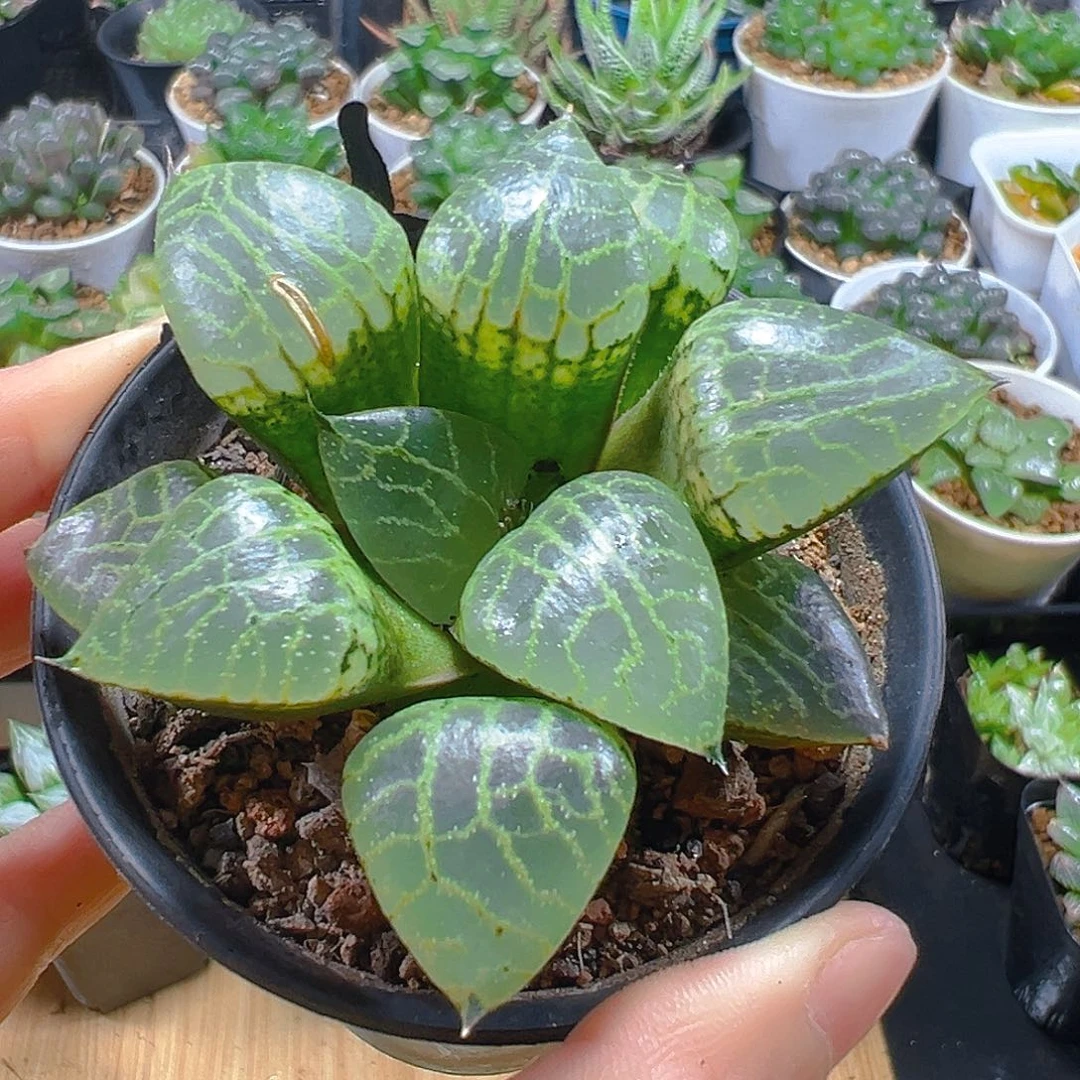 万象盆水晶康平玉露