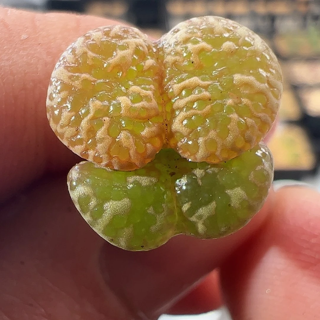 000098一物一拍蝴蝶×泡泡