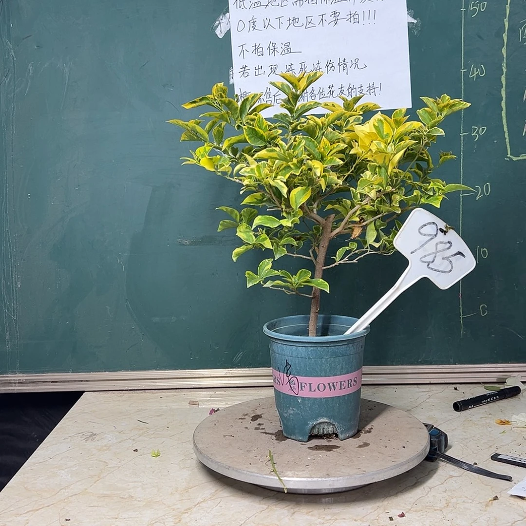 完全开放金边浅紫 有冰枝 985