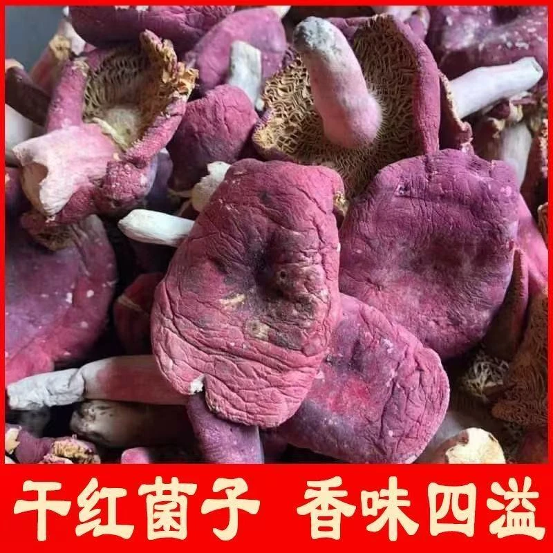 干红菌子红菇野红蘑菇干货红菌子煲汤红菌子干货批发特产营养美味