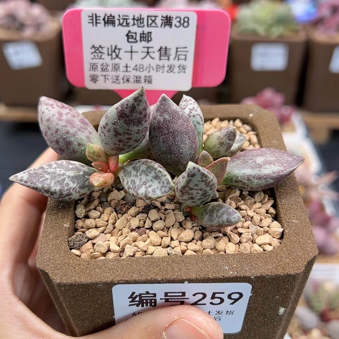 小****r259蛇皮多肉植物