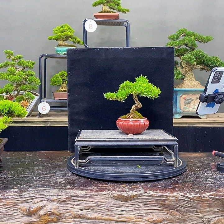 无花朵黄杨盆景四季常青