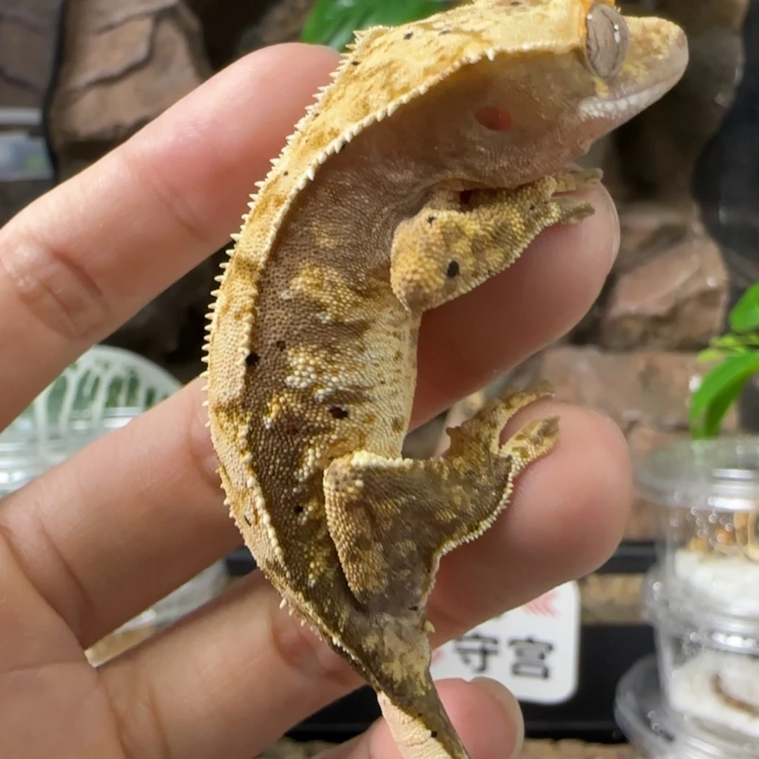 兰***人睫角守宫奶油妹妹