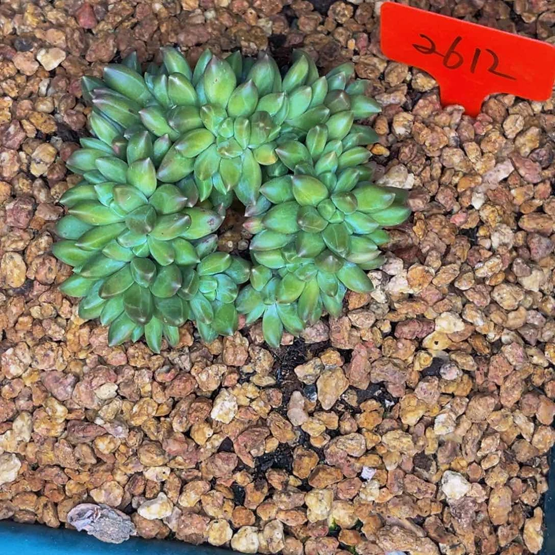 刘*2612号晚上多肉植物