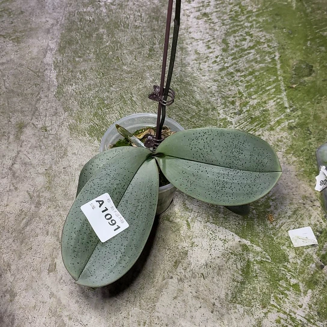 当前无花朵，栽培后可花朵A109西蕾丽交香啊嬷