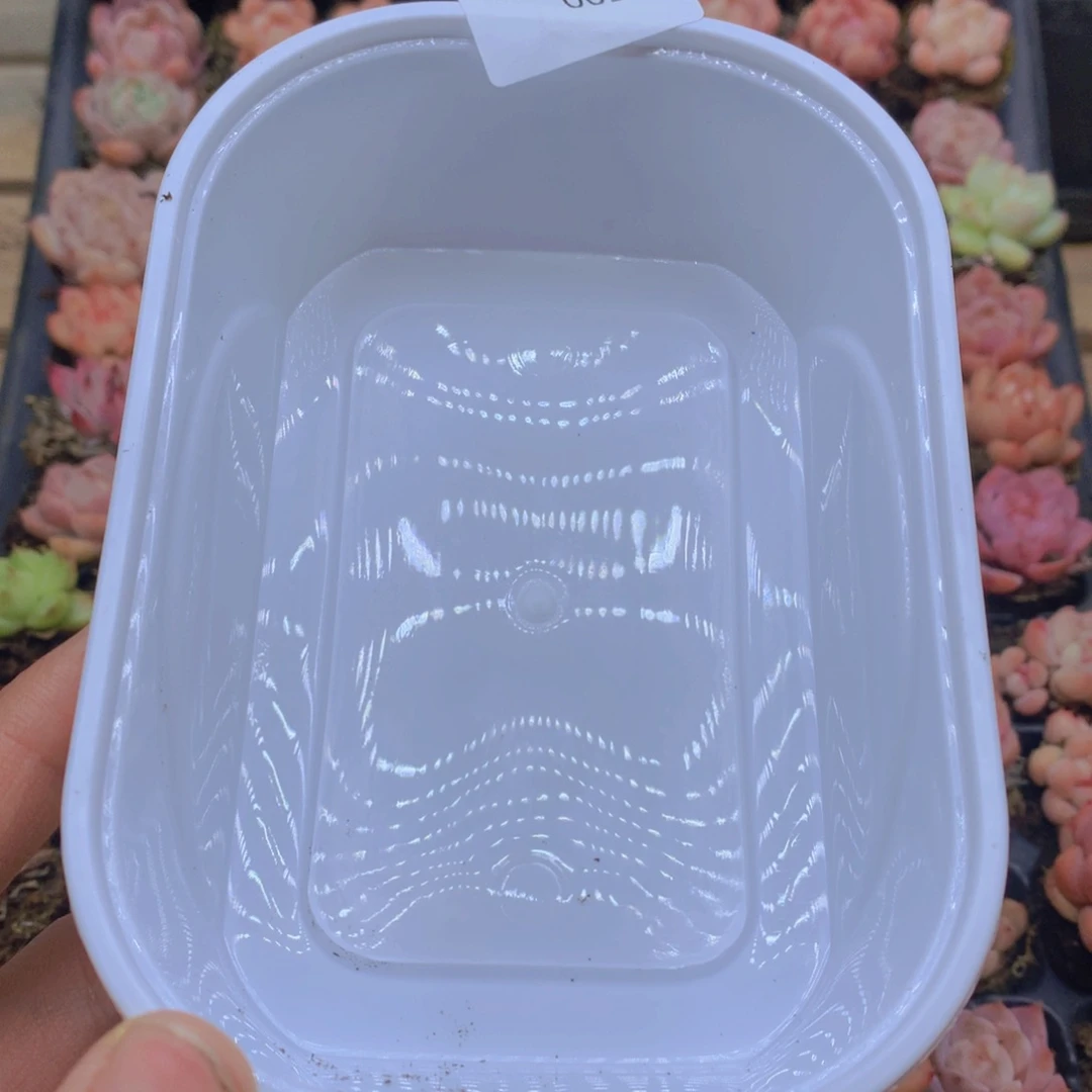 王***虎一整盘定制彩色001