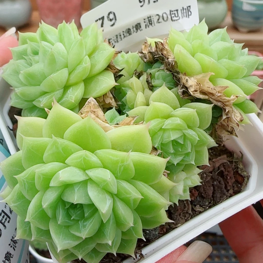 花语逸镜0926-79散