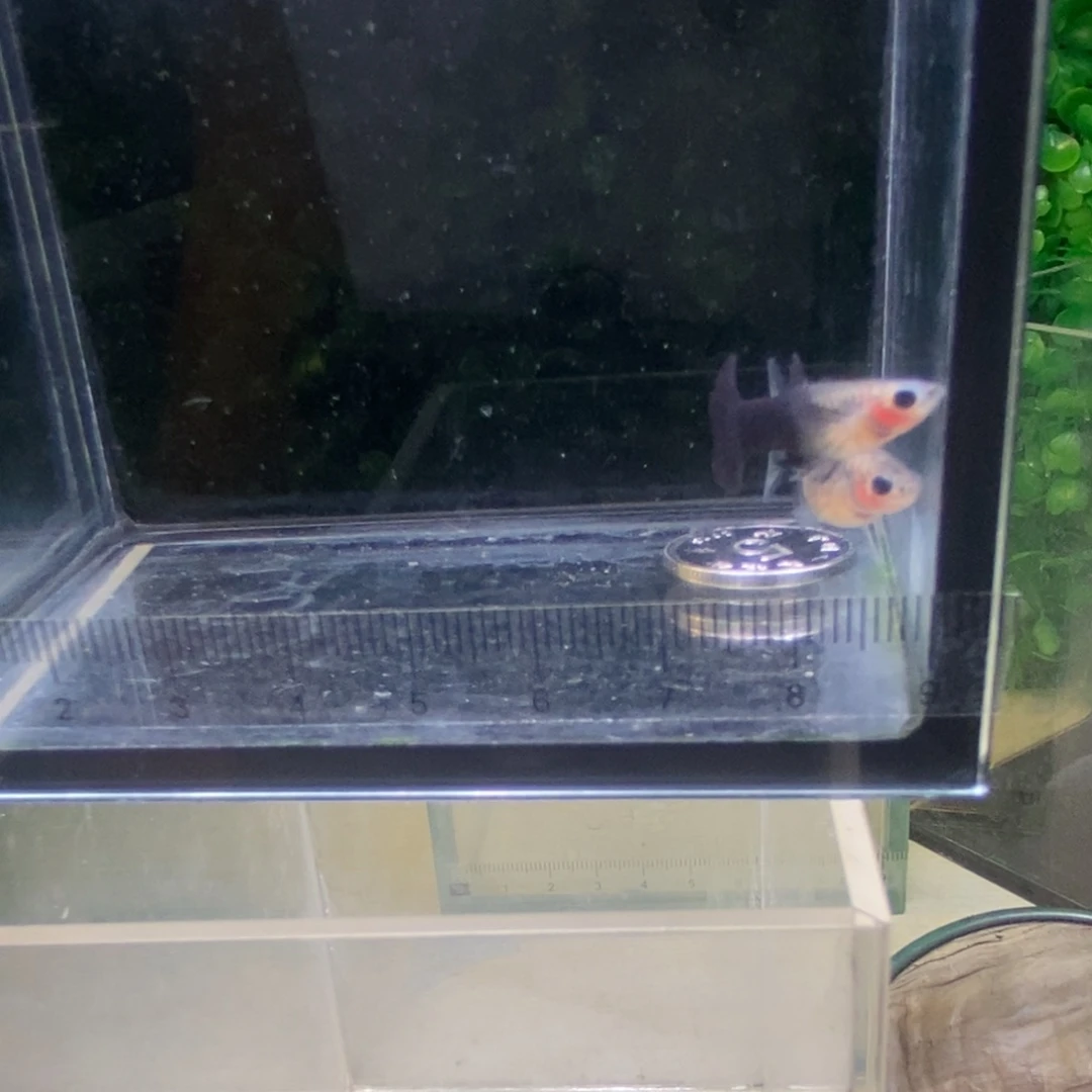 孔雀鱼蓝礼服玻璃猫韵母一对