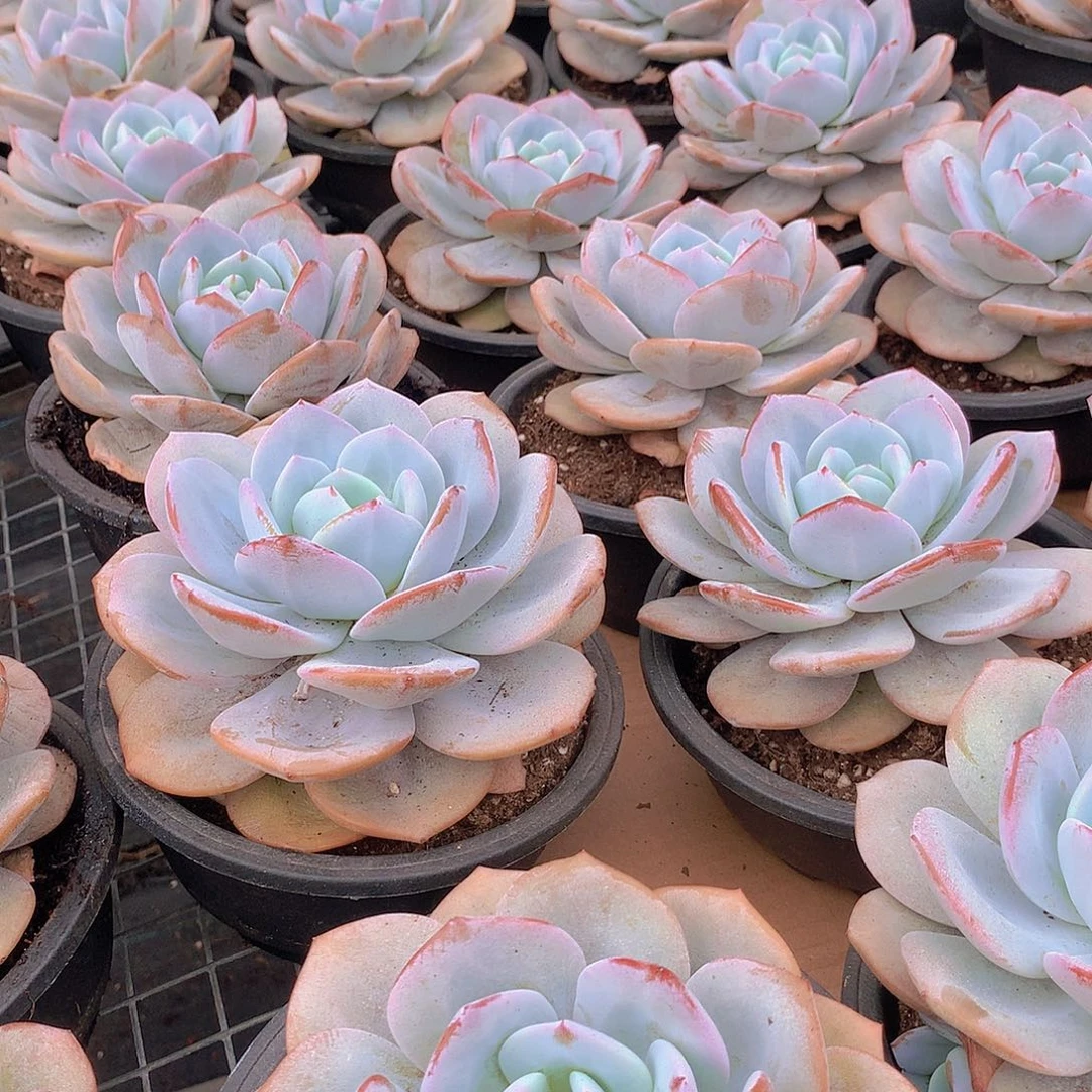 大号韩奶茶346734677888