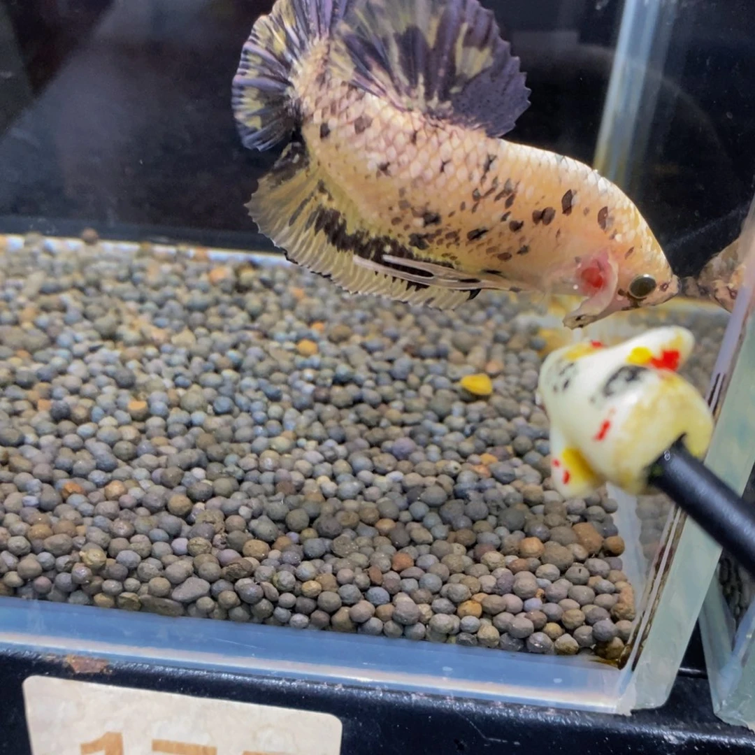 斗鱼175巨斗111111