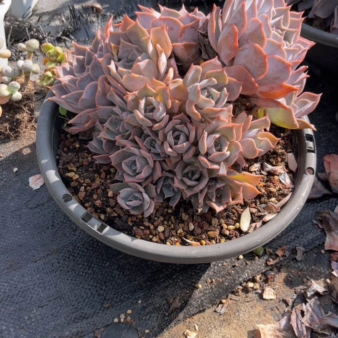 无花朵友家多肉一物一拍