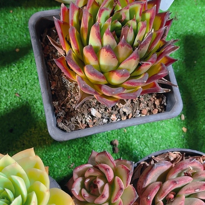 凌****丽娟花卉黄皮乌木