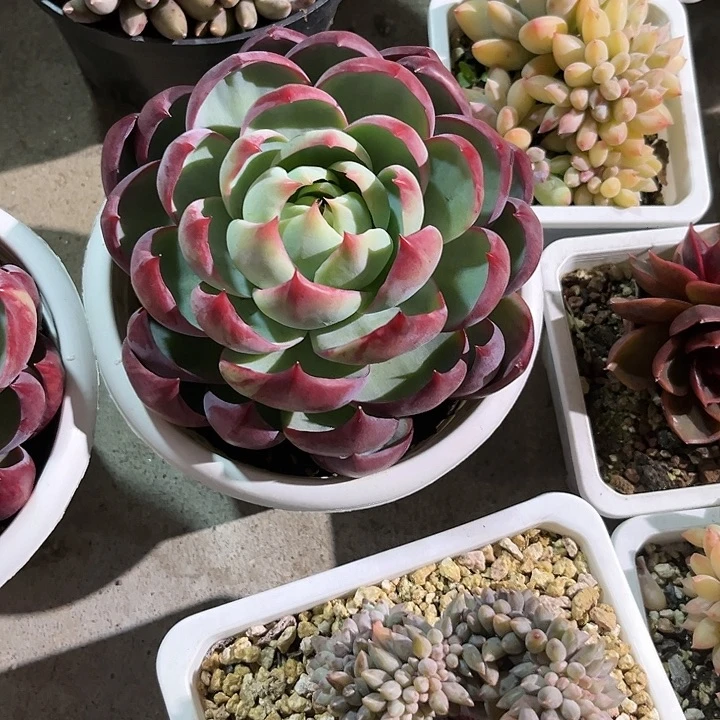 惊鸿466778899068968在