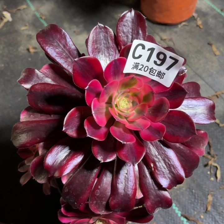 瑞妈多肉197不包断枝