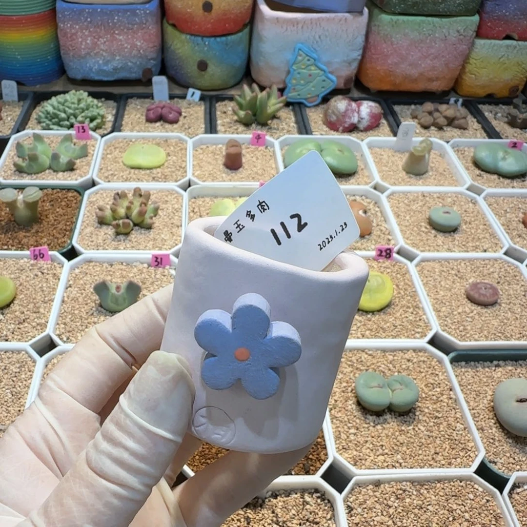 ?****?多肉多肉多肉1.25-112