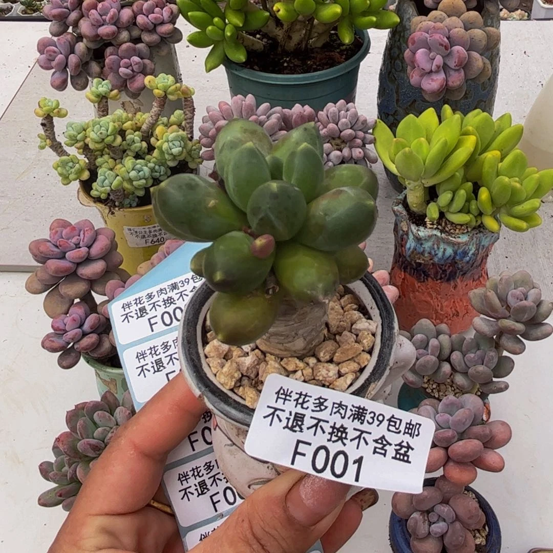 肥炸香蕉树001/4cm