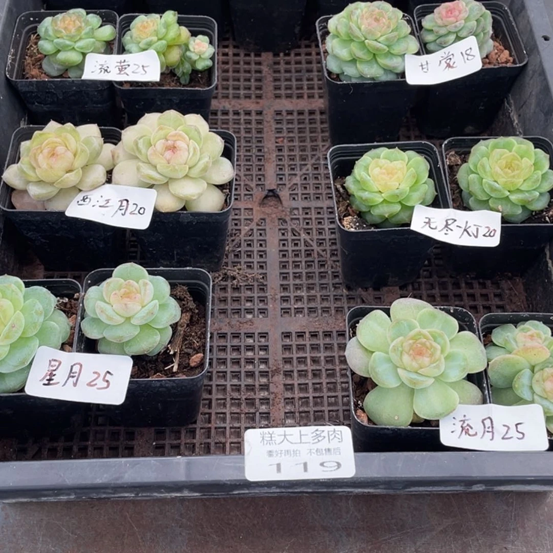 寞*寞糕大上多肉植物119