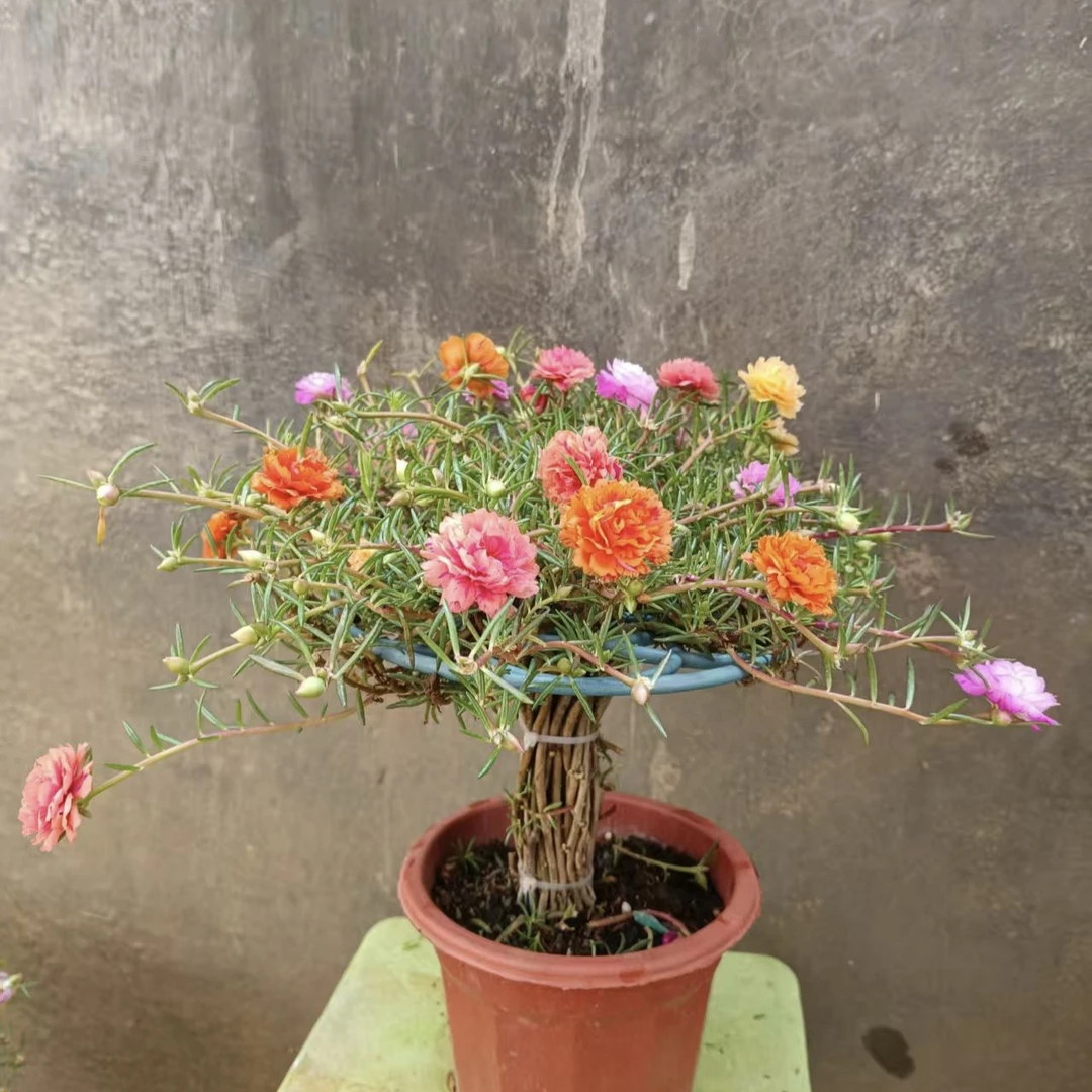 鲜花绿植园艺太阳花造型盆栽迎客松重瓣大花易养阳台种植视频花卉