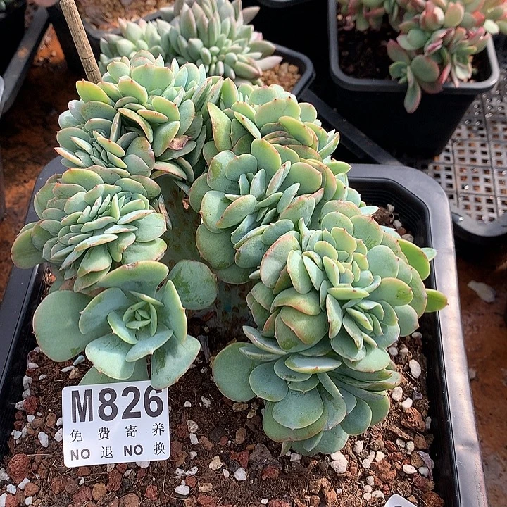 白桃缀化 多肉植物 9.23号左右发货