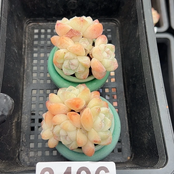 3496，俩个四头冰玉带盆发