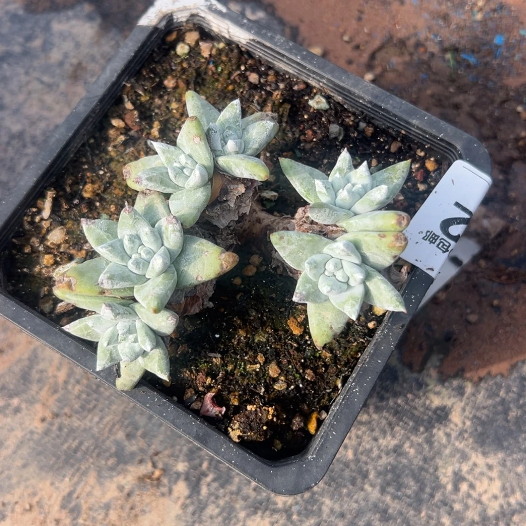 可可爱爱瑞吉娜～一物一拍2192